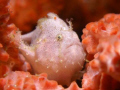   SPOTFIN FROGFISH 3cmOlympus C7070 C-7070 7070  